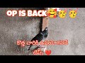 Op is back🥳🥳 best tips for upcoming club fanciers ❤️😊👍