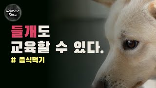 [들개, 유기견 훈련과 교육] 처음 그들과 만나는 분들을 위한 기초교육