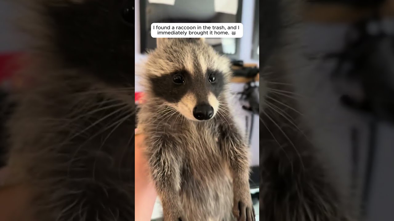 I Found A Raccoon In The Trash And Immediately Brought It Home 