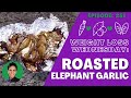 EASY ROASTED ELEPHANT GARLIC - WEIGHT LOSS WEDNESDAY - EPISODE 251