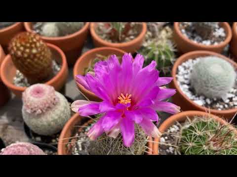 Start of July cactus blooms