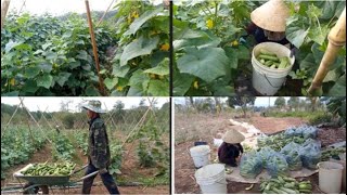 My morning job is harvesting cucumbers.