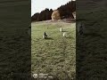 🐐🗯️ #gumpigeissli #dasfägt #fun @zottel_geiss #grüenochtegeissen #lustig #funnyanimals