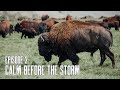 Bison Boys | Calm Before the Storm