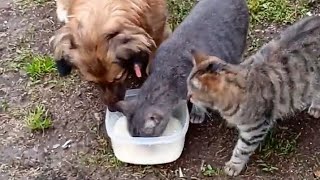 картинка: Кормлю дворовых хвостиков (когда нет мяса и корма) / Кот на горке 🙈/ Дивный орех 🌰 / Краски осени🍁 