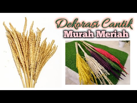 Video: Bunga Jagung Cerah