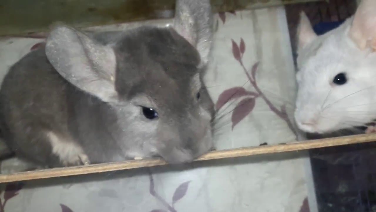 шиншилла белый вильсон мозаика.