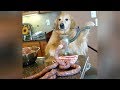 NO DOUBT, you will LAUGH SUPER HARD! - Best FUNNY DOG videos