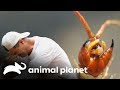 ¡Una escolopendra gigante muerde a Frank! | Wild Frank: En busca del dragón | Animal Planet