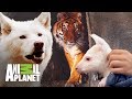Los animales más sorprendentes de Dr. Jeff | Dr. Jeff, Veterinario | Animal Planet