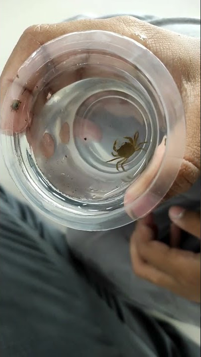 Yuyu Kecil Di dalam gelas