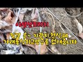 193회. 대박낫습니다 길경은~기관지.천식.폐.가래를삭혀주고 염증을없애줍니다.