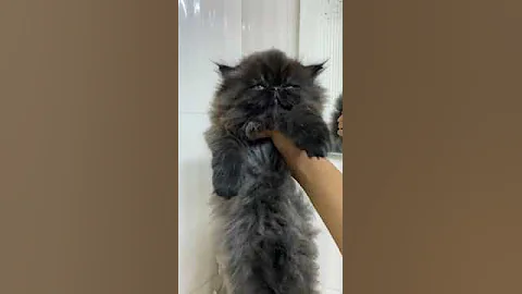 Watch the video about 😻 Persian male kitten 🐾 smokey black/ Blue stone cattery/ contact- 9112820552😻
