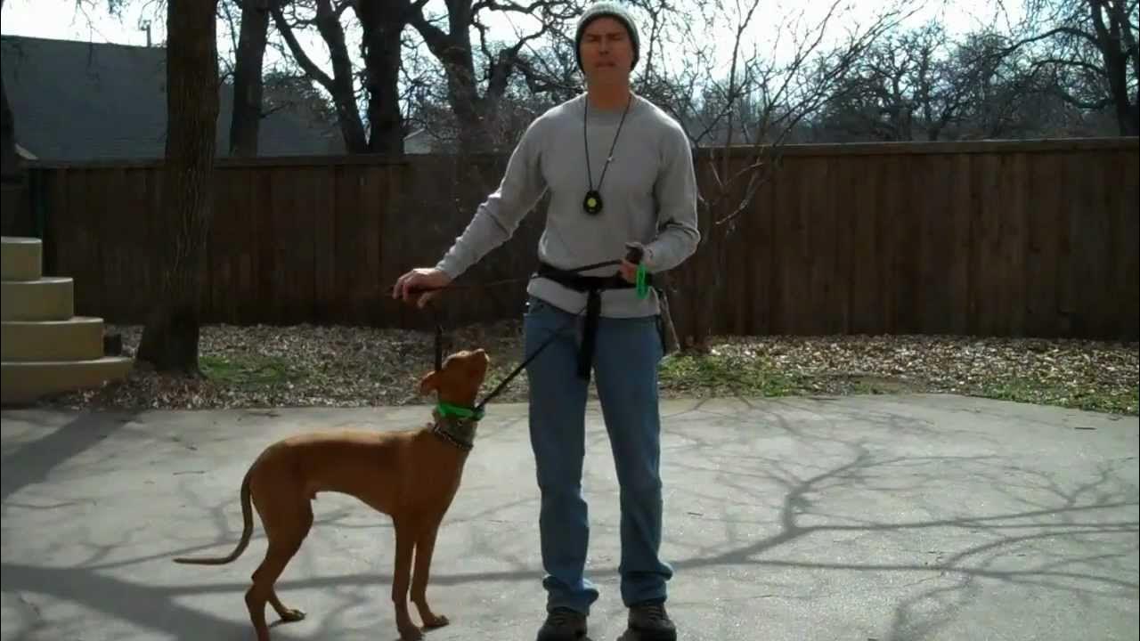 Cody Pharaoh Hound DFW dog training Redeeming Dogs Tod McVicker