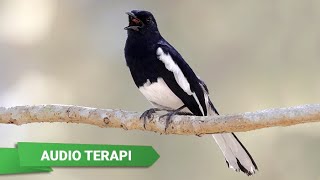 Suara Kacer Muda Hutan Untuk Terapi Kacer Stress, Drop Mental, Mbagong, Malas Bunyi