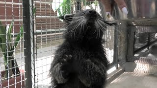 Бинтуронги. Бини просится на ручки) Бинта позирует) Binturongs. Beanie asks for pens) Binta posing)