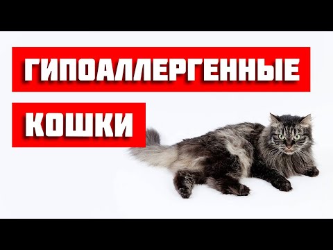 ТОП-10 гипоаллергенных пород кошек