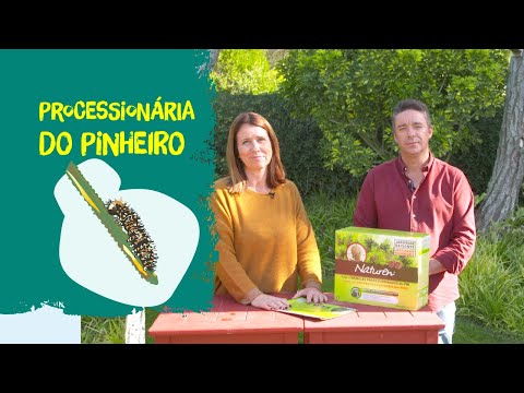 Vídeo: Traça do pinheiro: aparência, características e curiosidades