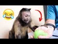 Monkey Reacts To Splat Balls! (FUNNY)
