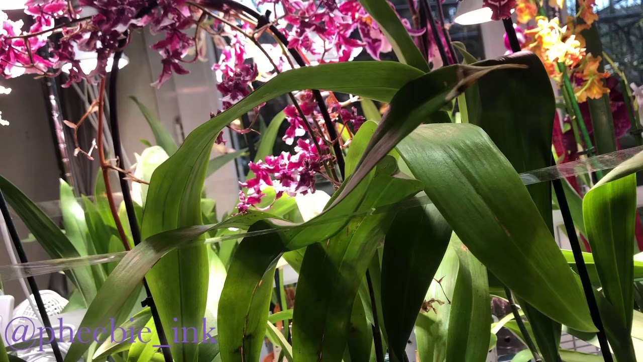 Comment faire fleurir les pervenches ?