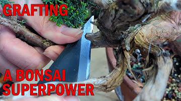 An Amazing Underused Bonsai Technique - Grafting Different Foliage on a Juniper