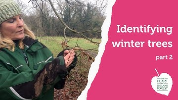 Identifying Trees in Winter with the Forest - Part 2
