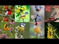  birds pictures  cute birds images  wallpaper  birds images     otmn such that channel