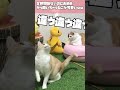 【TRNB】勝手にめんたまかっ開いちゃうねこが可愛いwww #shorts