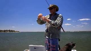 Leschenault Estuary Whiting