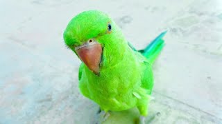Beautiful Ringneck Talking Parrot