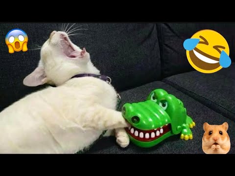 Funny Cat Videos Compilation 🤣 | Try Not To Laugh Challenge 😼 #funnycats #catvideos #catcompilation