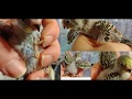 Amazing Baby Budgie - Green wings and head and blue belly+ tail