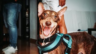 Perro abandonado se vuelve loco de alegría en su casa de acogida!