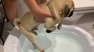 Pug Puppy Pretends To Be Swimming During Bath-time