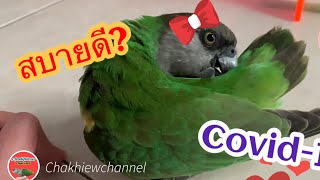 【4K】ช่วงCOVID-19นกเป็นยังไงบ้าง! | ChakhiewChannel