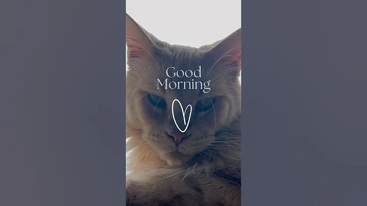 Video 10759161: giant maine coon, ginger maine coon