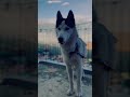 Siberian husky in almora Uttarakhand