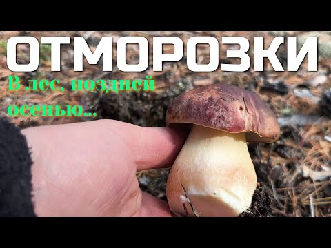 В ЛЕС ЗА ОТМОРОЗКАМИ. Осень, морозец, всё остывает,природа засыпает крайний СБОР ГРИБОВ 2025 года.