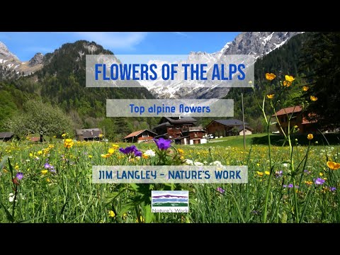 Video: Storsblomstplanter - Informasjon om dyrking av stemorsblomster