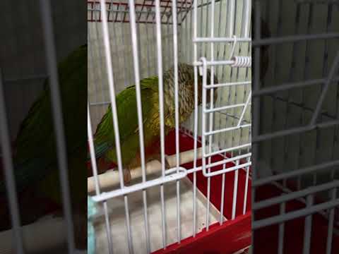 مسكين الكونيور معه مرض خطير يعدي الانسان