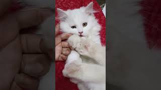 funny cats video, 🤣 beautiful cat's video ❤️ cute cat meow video ❤️🐾