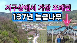 지구상에서 가장 오래된 수령 137년된 능금나무가 있다는 산골마을