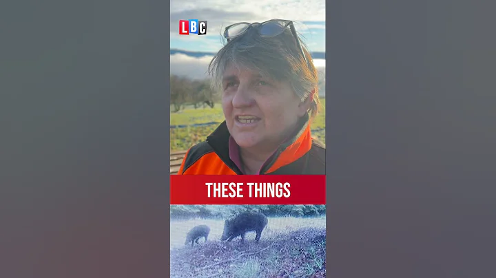 Giant feral pigs 'out of control' in Scottish Highlands