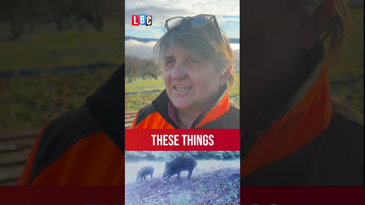 Giant feral pigs 'out of control' in Scottish Highlands