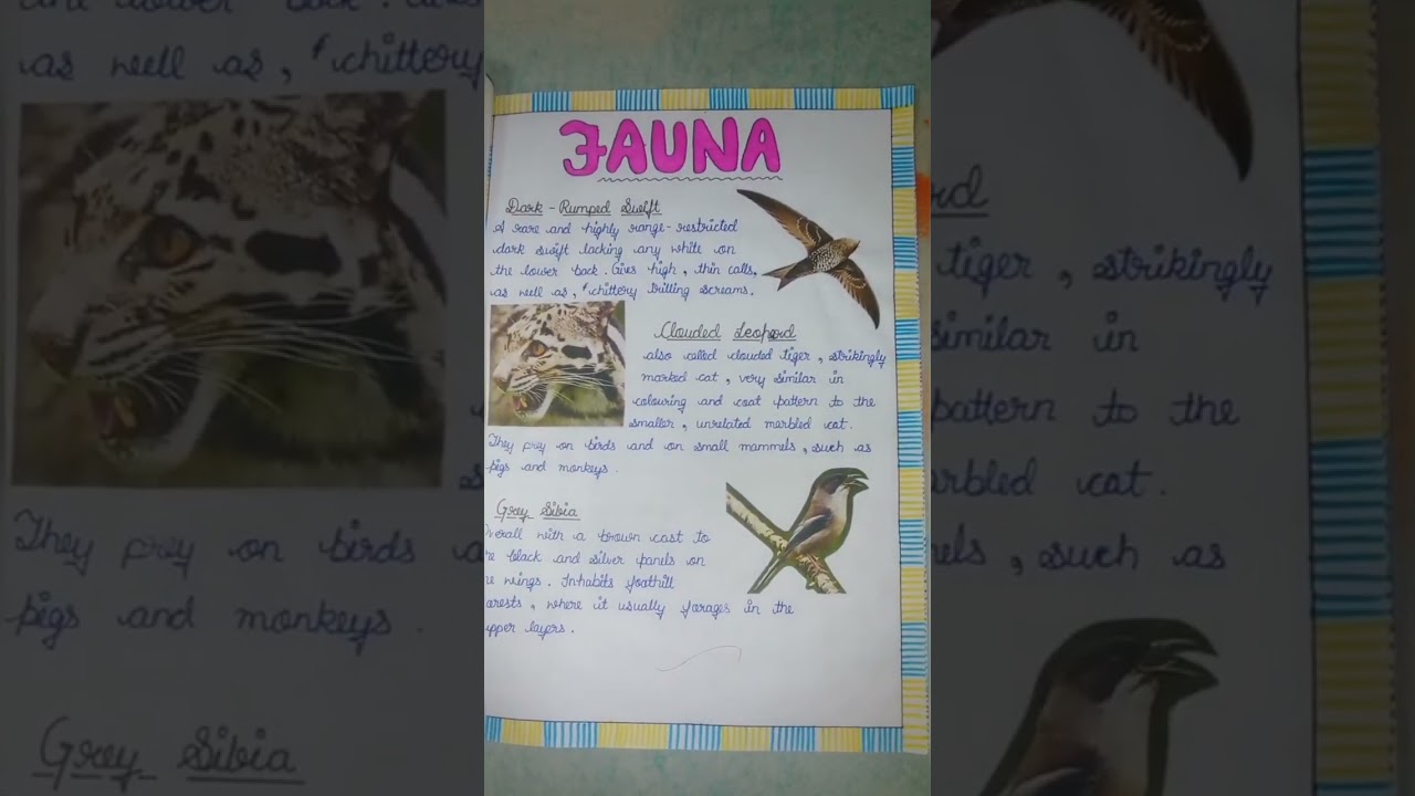 project file on flora fauna #schoolproject #floraandfauna #projectfile #sst #socialmedia #creative