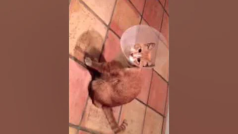 Meow getting around