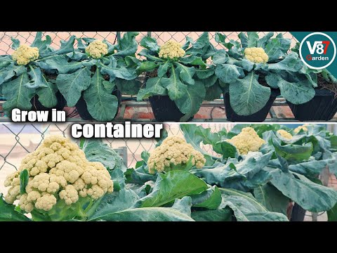 How To Grow Cauliflower Fast And Easily From Seed To Harvest