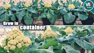 How to Grow Cauliflower Fast and Easily from Seed to Harvest