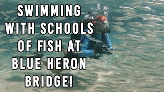 Best Shore Dive in Florida! The Blue Heron Bridge! [4K]