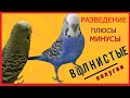 волнистые попугаи /плюсы и минусы разведения волнистых попугаев